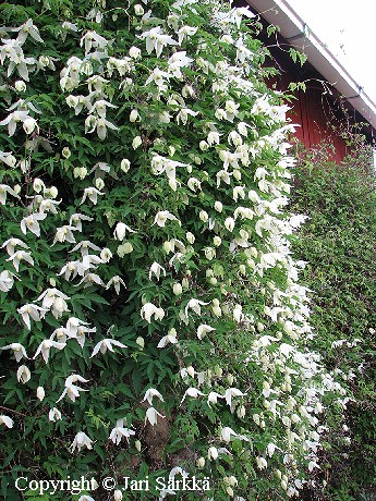 Clematis alpina ssp. sibirica
